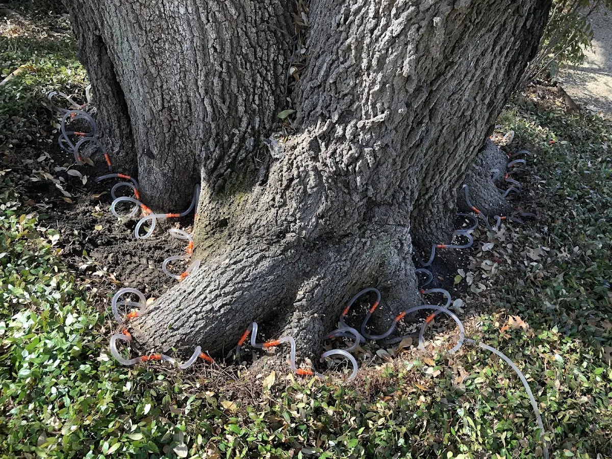 Detailed Tree Cabling and Bracing job site in Thackerville