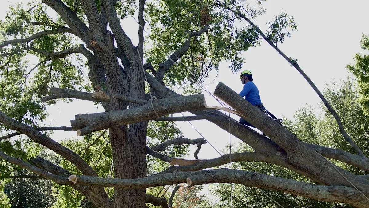 Professional Hazardous Tree Removal performed by certified arborists in Thackerville