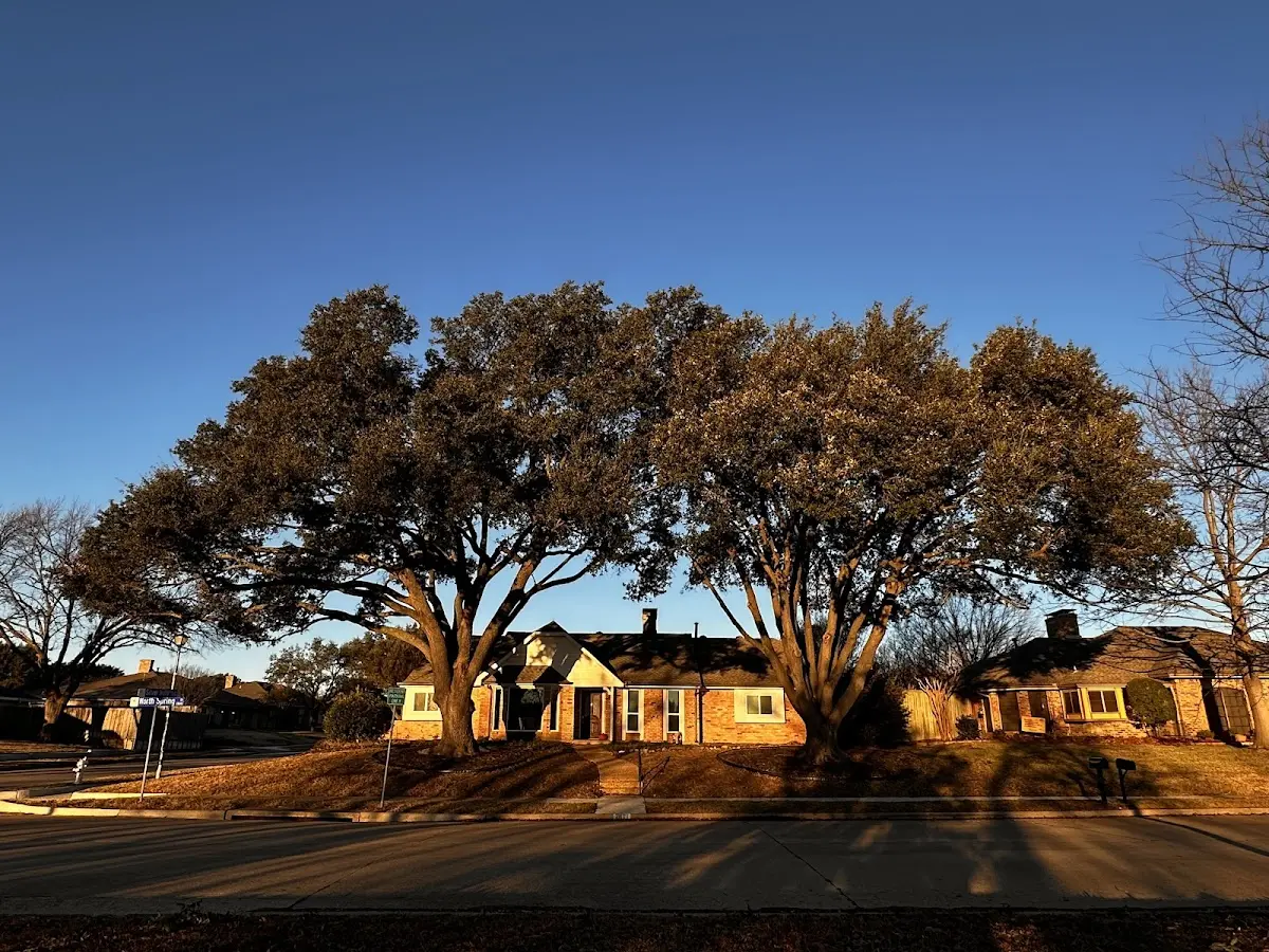 Established residential canopy tree shading a home in Thackerville